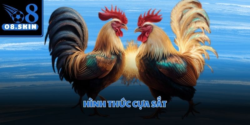 Chiến kê được trang bị vũ khí sắc bén tạo nên những đòn đánh đầy uy lực